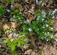Myosotis sylvatica sylvatica
