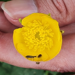 Ranunculus macrophyllus image