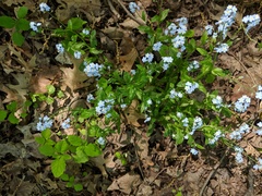 Myosotis sylvatica sylvatica
