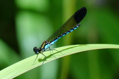 Rhinocypha ustulata