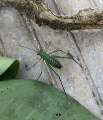 Psyrana pomona