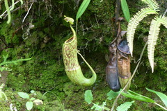Nepenthes maxima