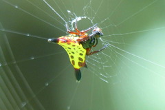 Gasteracantha audouini