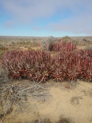 Aloe microstigma framesii