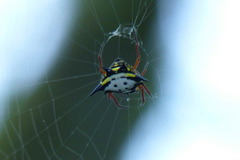 Gasteracantha theisi