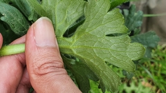 Ranunculus macrophyllus image