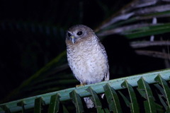 Ninox squamipila