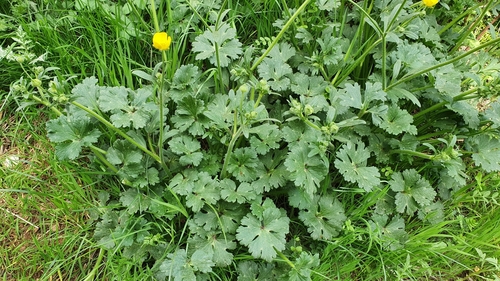 Image of Ranunculus macrophyllus by (c) Mehdi Chetibi, some rights reserved (CC BY)