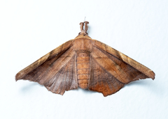 Episparis tortuosalis