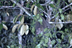 Phalangeridae