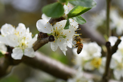 Apis mellifera