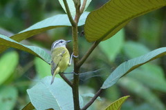 Phylloscopus poliocephalus ceramensis