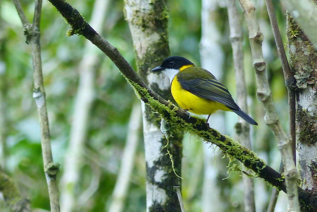 Moluccan Whistler (Pachycephala macrorhyncha) photo