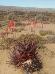 Aloe microstigma framesii