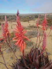 Aloe microstigma framesii