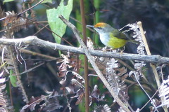 Phyllergates cucullatus