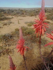 Aloe microstigma framesii