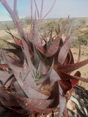 Aloe microstigma framesii