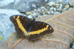 Lexias aeropa