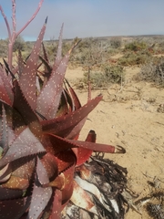 Aloe microstigma framesii