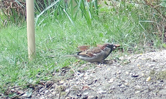 Passer domesticus