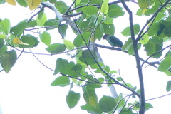 Geoffroyus geoffroyi