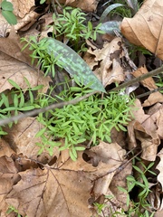 Floerkea proserpinacoides
