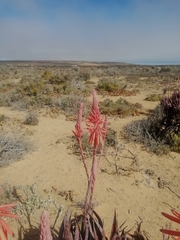 Aloe microstigma framesii