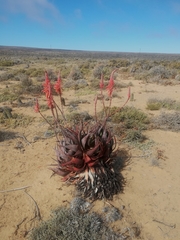 Aloe microstigma framesii