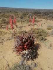 Aloe microstigma framesii