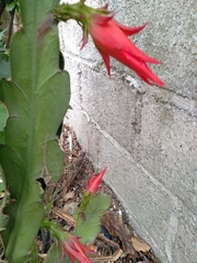 Disocactus ackermannii