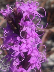 Liatris spicata
