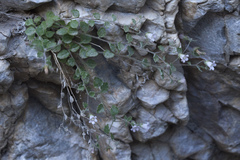 Campanula cashmeriana