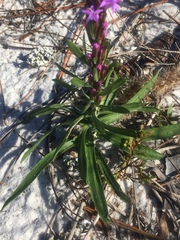 Liatris spicata