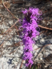 Liatris spicata
