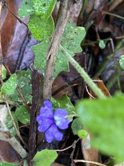 Dampiera hederacea