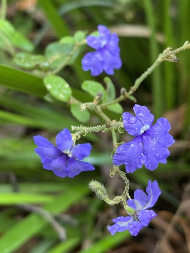 Karri Dampiera (Dampiera hederacea) · iNaturalist