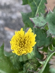 Sonchus asper