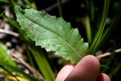 Stigmella ogygia