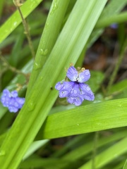 Dampiera hederacea