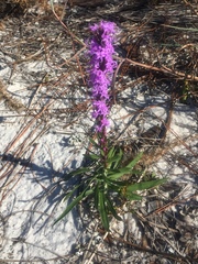 Liatris spicata