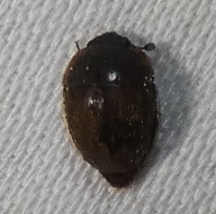 Amphicrossus ciliatus