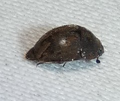 Amphicrossus ciliatus