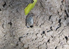 Parasesarma