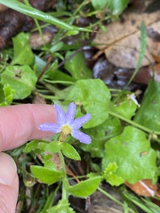 Scaevola microphylla