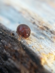 Clambidae