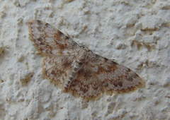 Scopula luridata