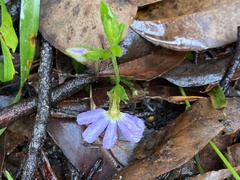 Scaevola microphylla