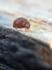 Clambidae