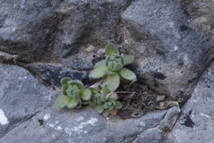 Draba arseniewii